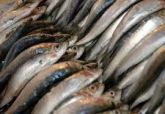 sardinha fresca